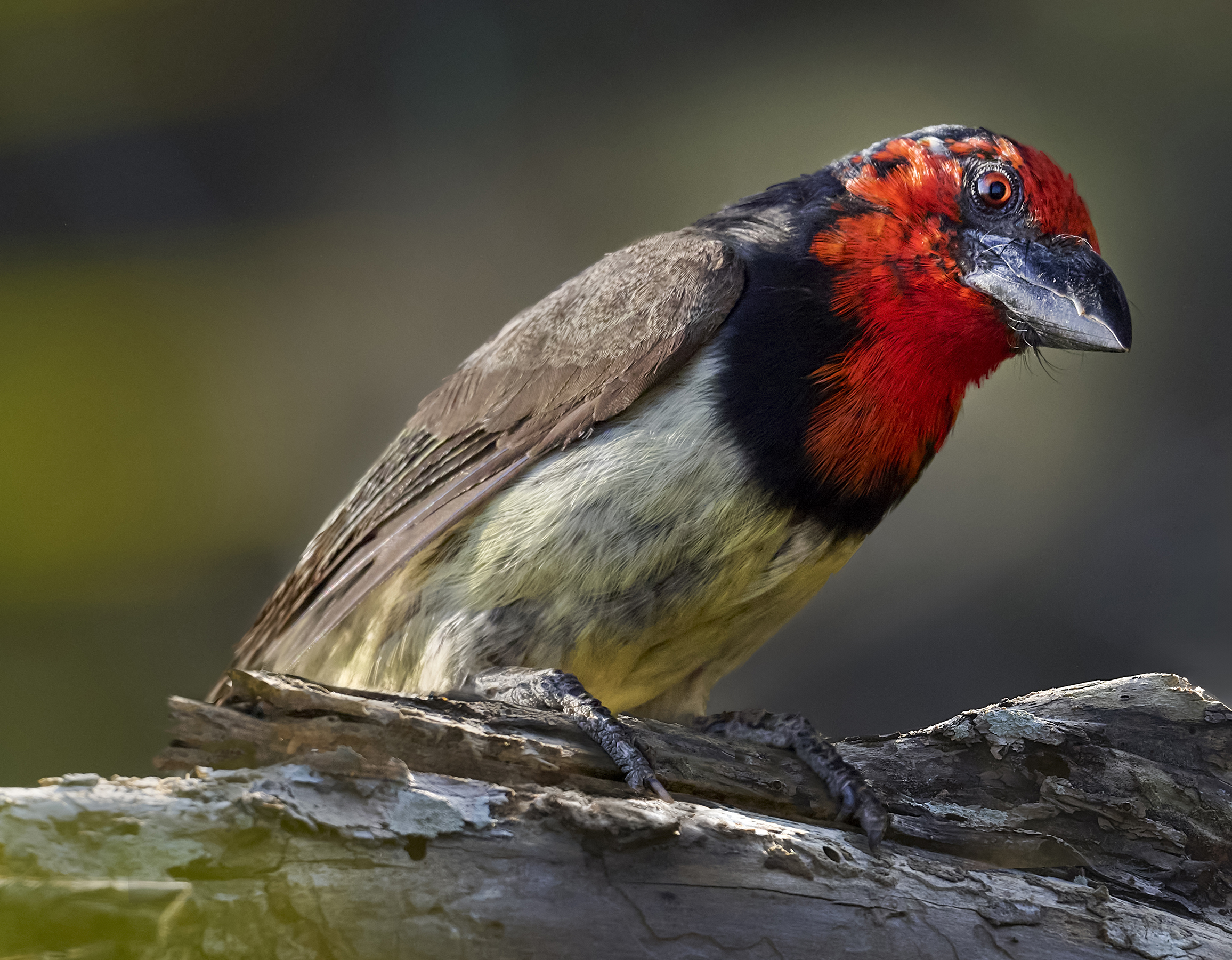 Black-collared Barbet