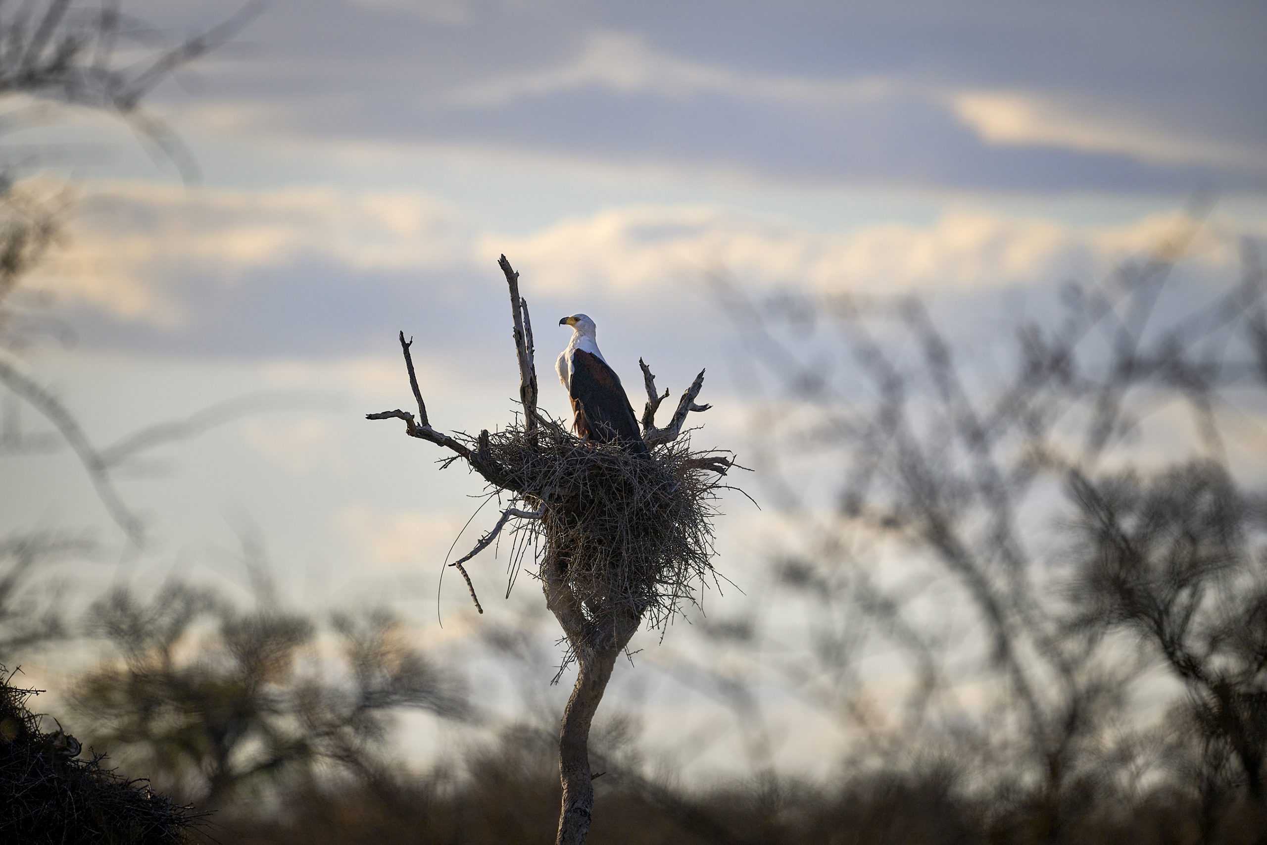 African Fish Eagle