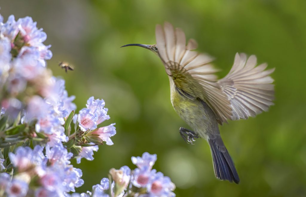 Malachite Sunbird (Nectarinia famosa) wall art bird print