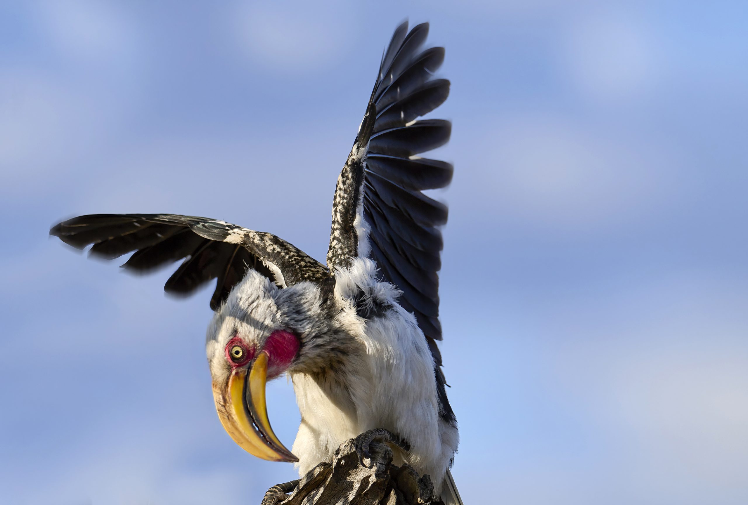 Southern Yellow-billed Hornbill