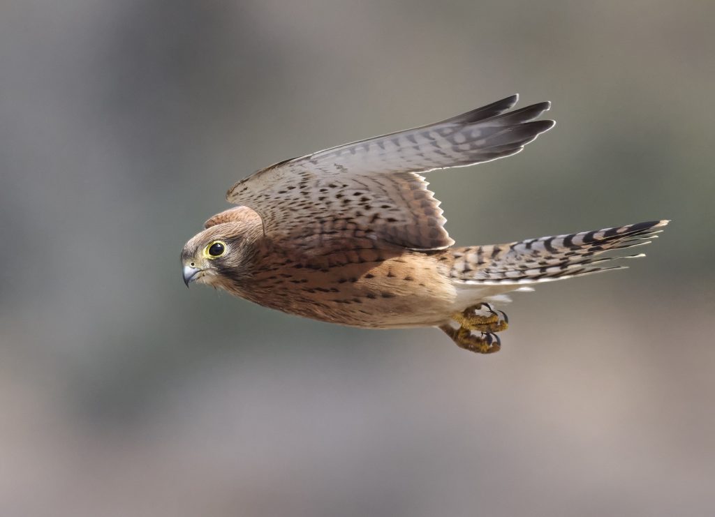 Rock Kestrel (Falco rupicolus) wall art bird print