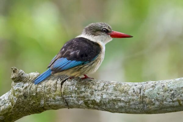 Brown-hooded Kingfisher