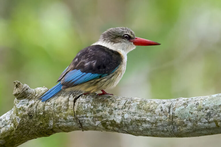 Brown-hooded Kingfisher