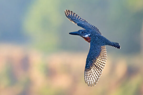 Giant Kingfisher