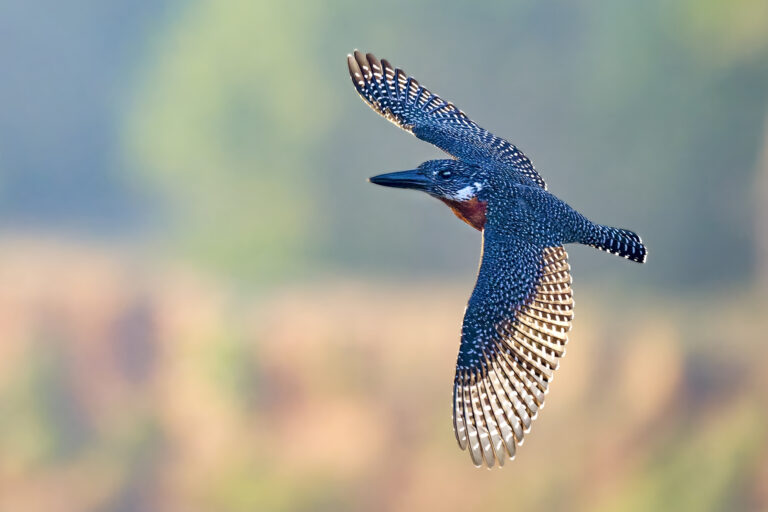 Giant Kingfisher