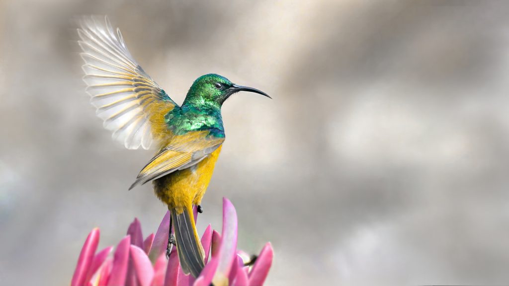 The Jewel of the Fynbos: The Orange-breasted Sunbird. If the Cape Floral Kingdom had a crown, the Orange-breasted Sunbird (Anthobaphes violacea) would be its dazzling jewel. This stunning little bird, found only in South Africa, is a true fynbos specialist—draped in iridescent greens, fiery oranges, and golden yellows, it flits through the landscape like a living ember.
