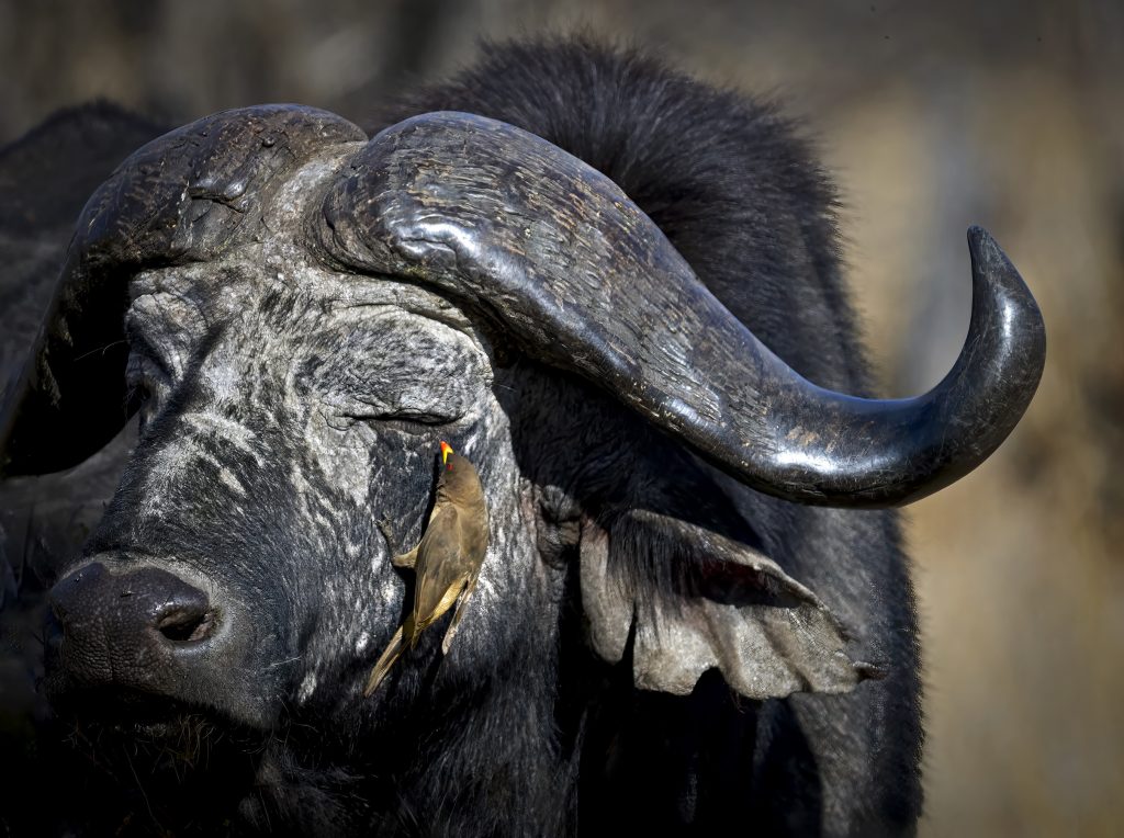 Yellow-billed Oxpecker (Buphagus africanus) wall art bird print