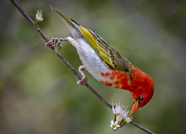 Red-headed Weaver