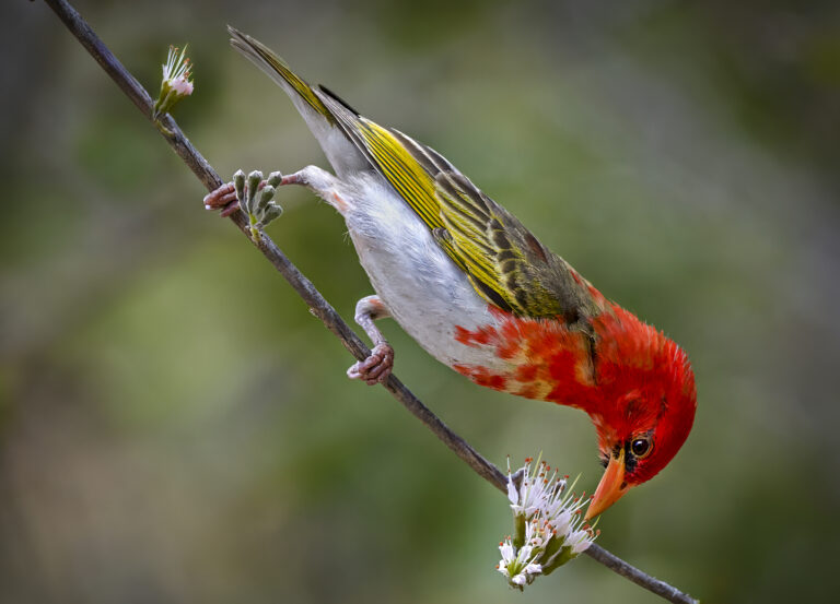 Red-headed Weaver