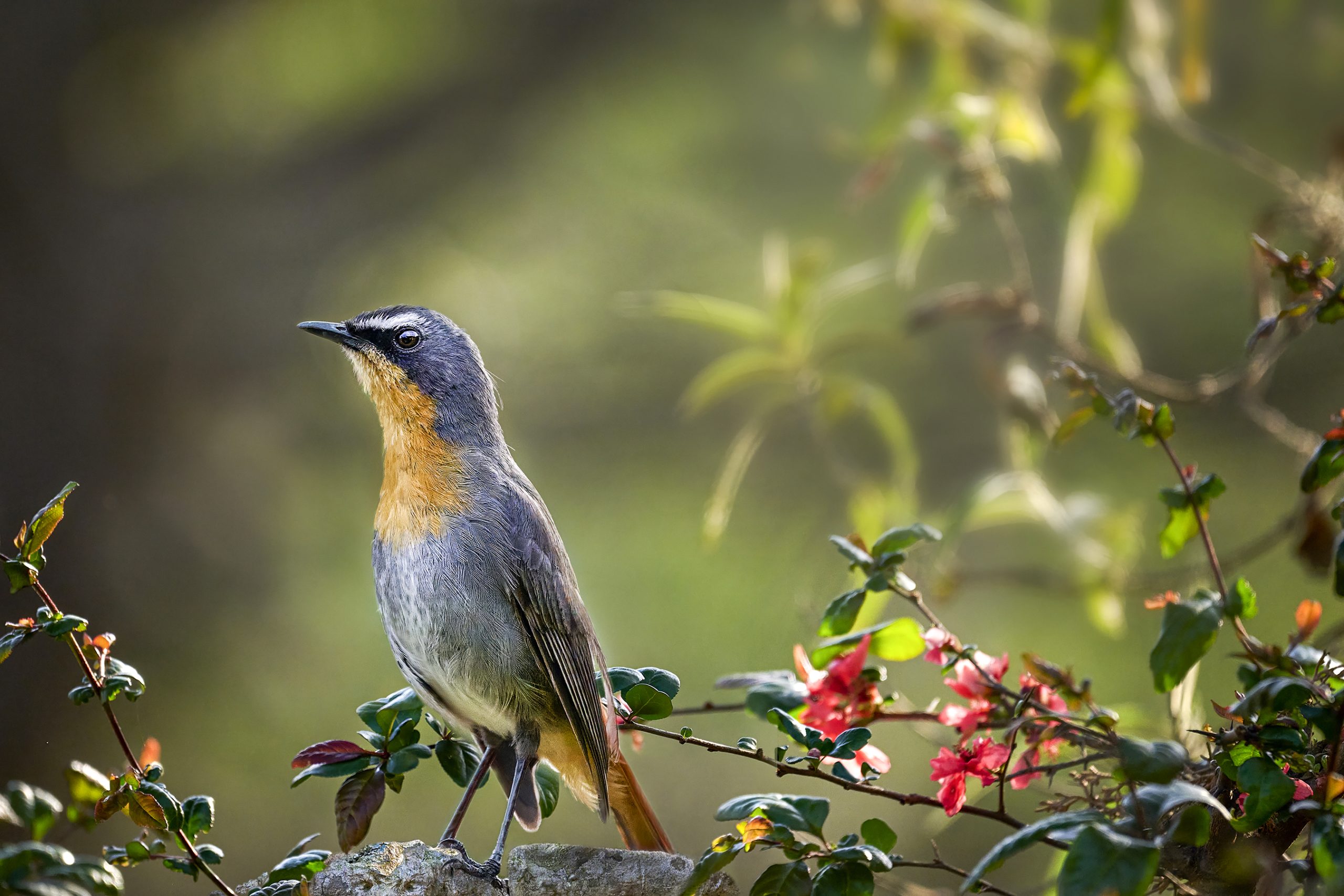 Cape Robin-chat