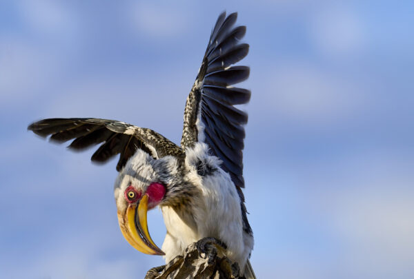 Southern Yellow-billed Hornbill