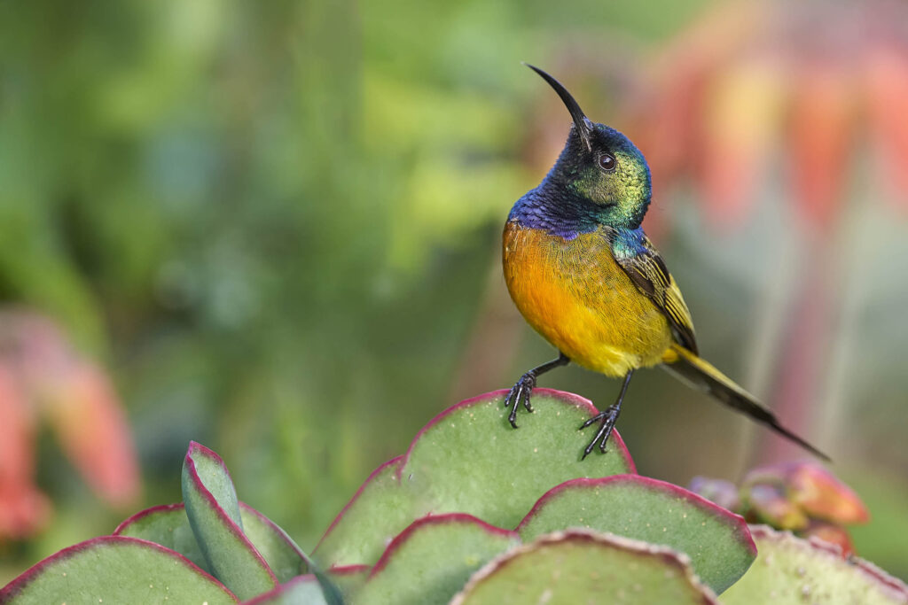 Orange-breasted Sunbird (Anthobaphes violacea) wall art bird print