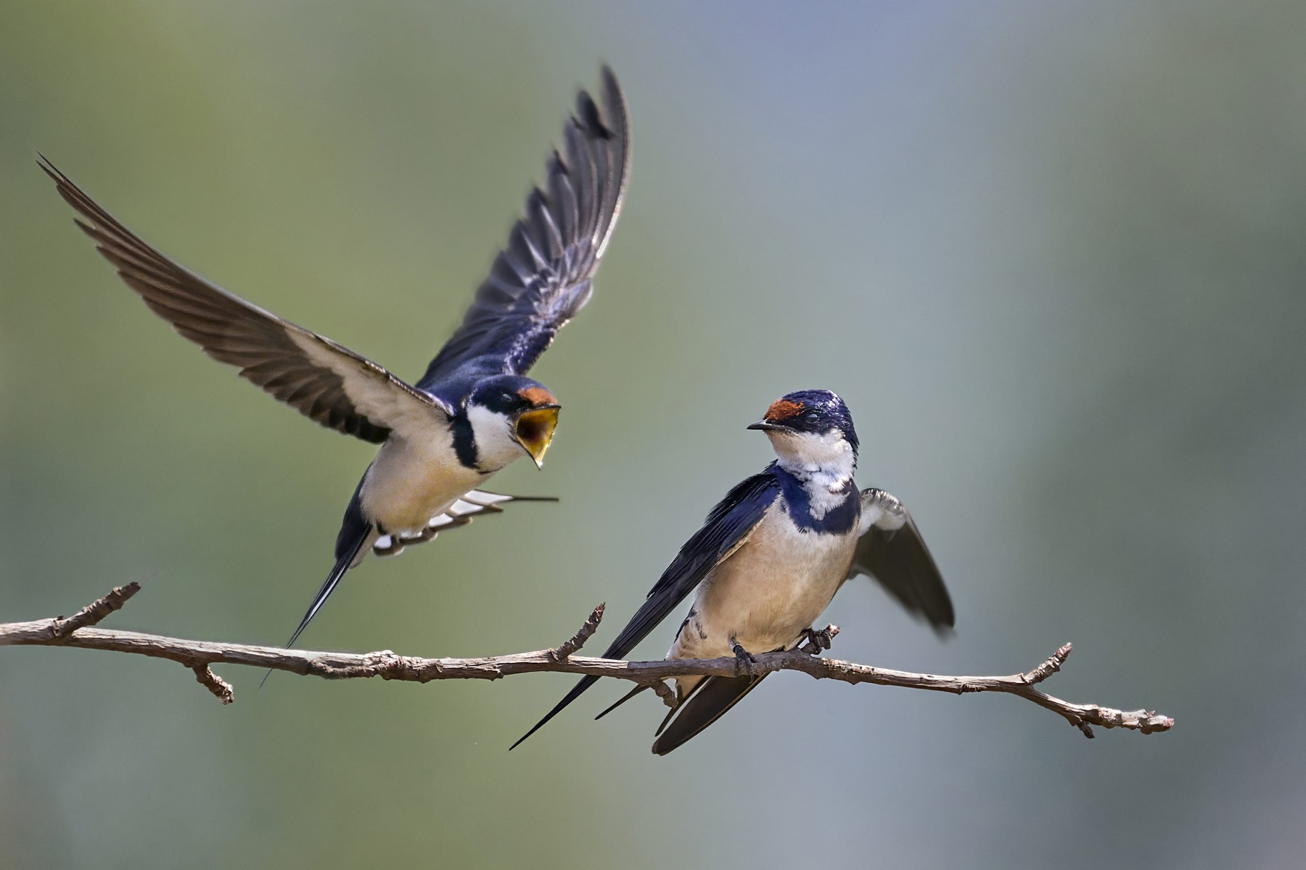 White-throated Swallow