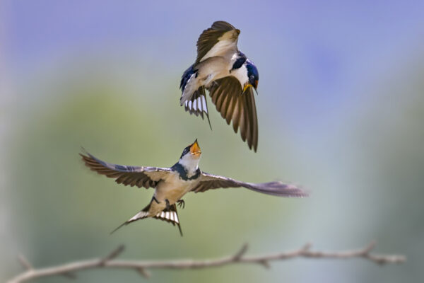 White-throated Swallow