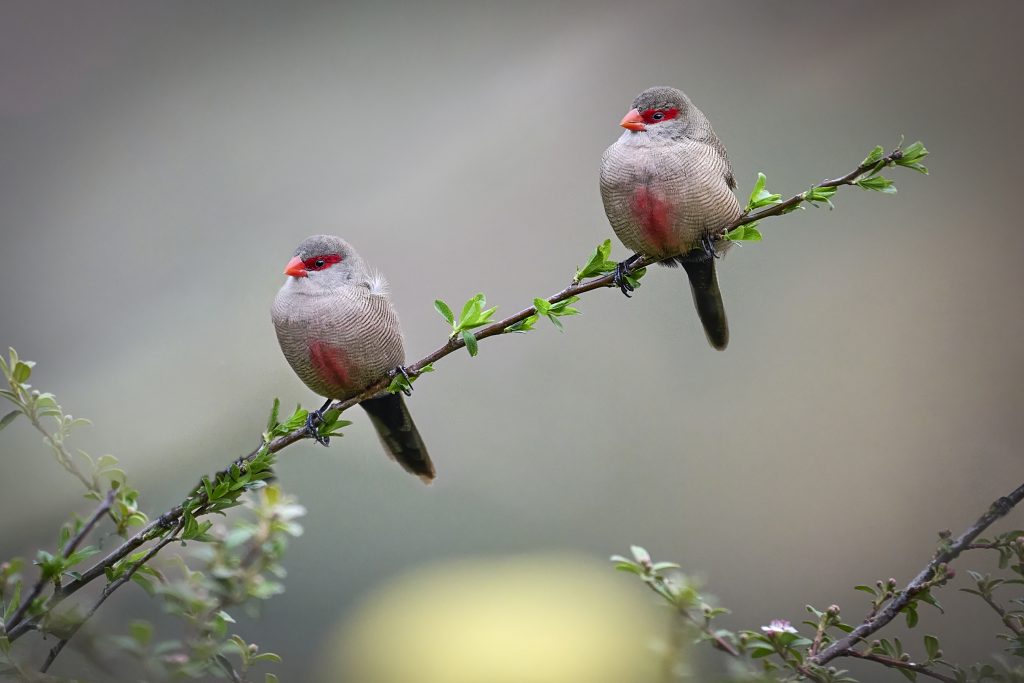 Common Waxbill (Estrilda astrild) wall art bird print