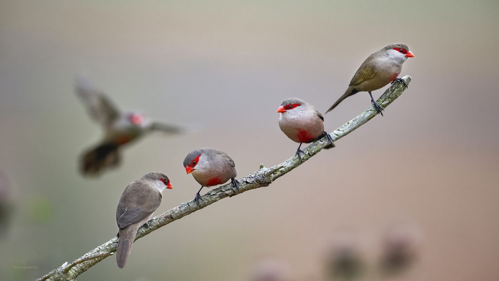 The Common Waxbill gets its name from its glossy red bill, which looks as if it's been coated in sealing wax.