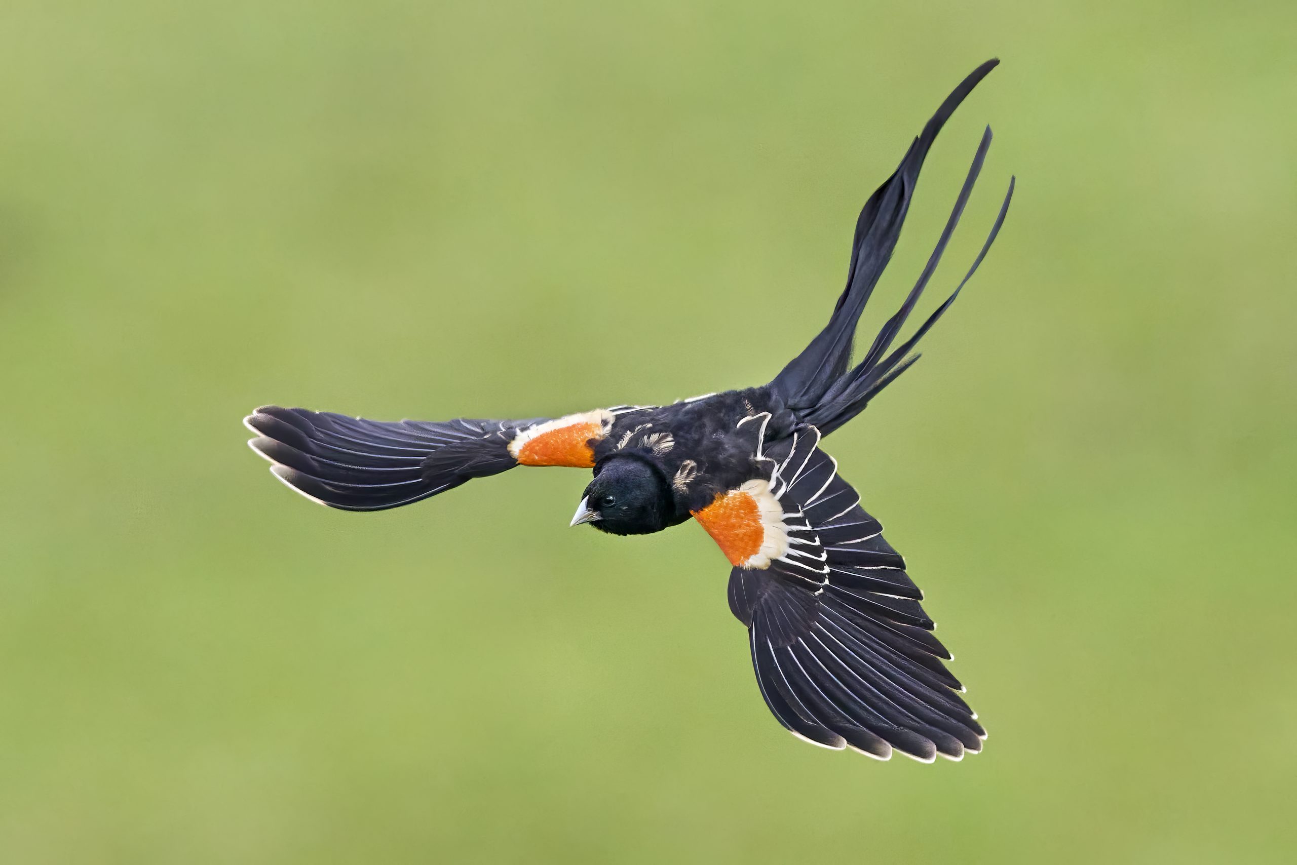 Long-tailed Widowbird