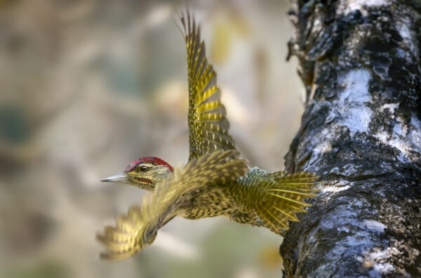Golden-tailed Woodpecker
