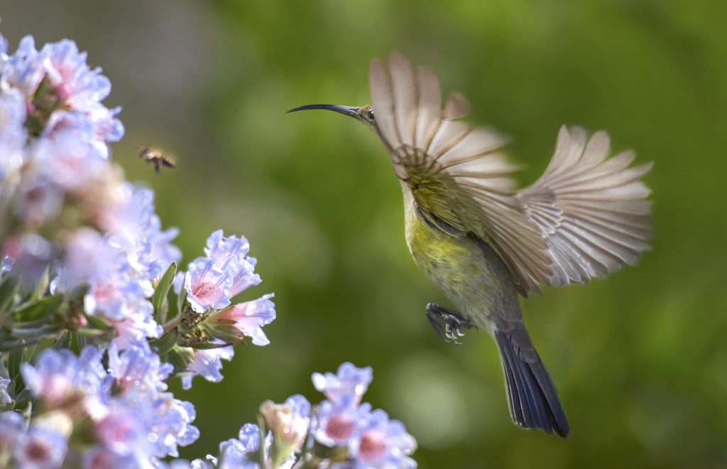 Bird and Bee plant pollinators