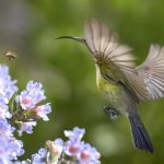 Bird and Bee plant pollinators