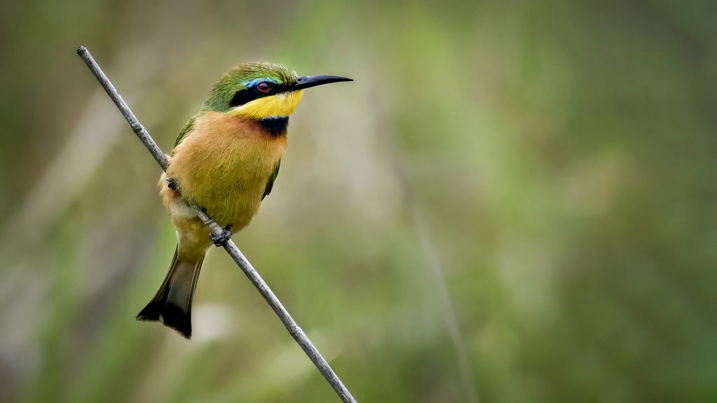 The Little Bee-eater is a vibrant, insect-catching bird with emerald green plumage, a golden throat, and a distinctive black eye-stripe. Often seen perched on low branches, it darts out swiftly to snatch bees and other flying insects mid-air with impressive agility.