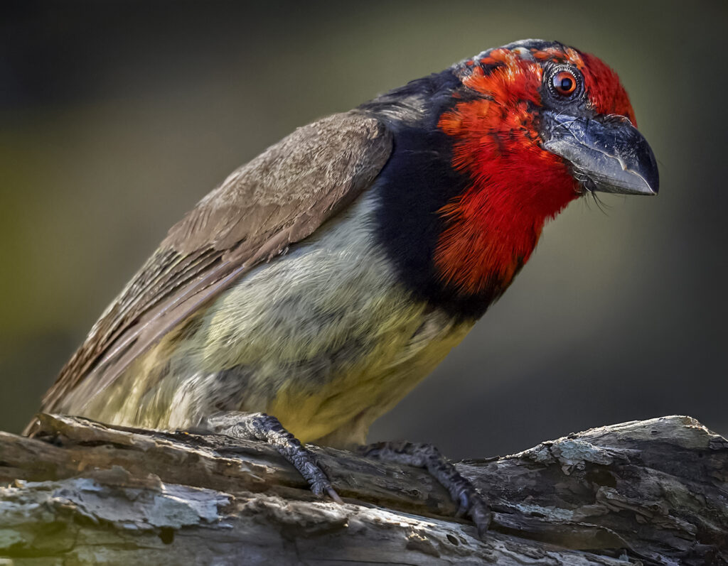 Black-collared Barbet (Lybius torquatus) wall art bird print