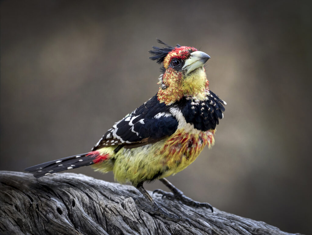 Crested Barbet (Trachyphonus vaillantii) wall art bird print