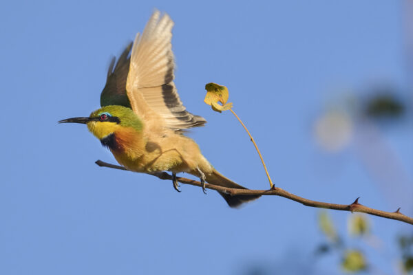 Little Bee-eater