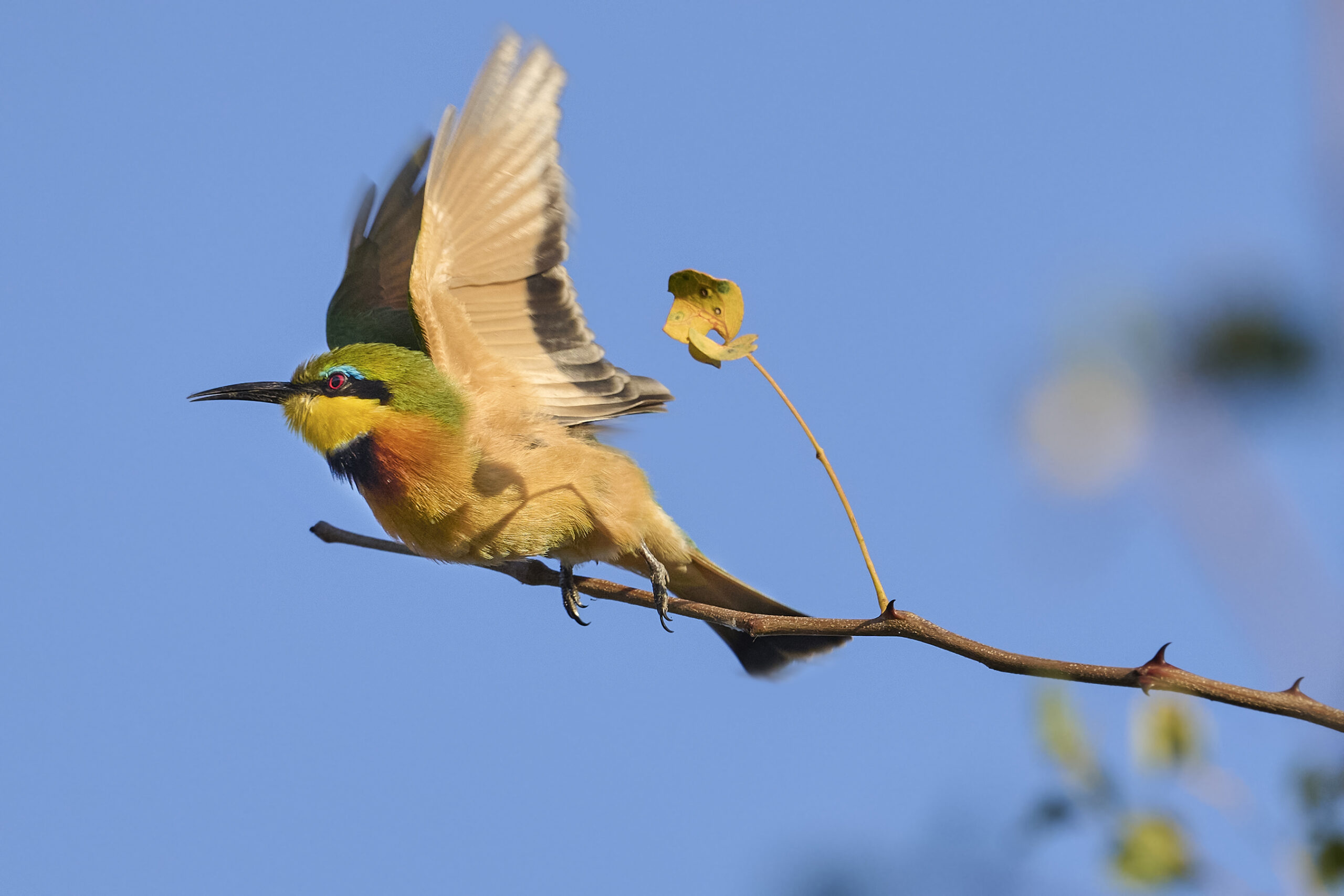 Bee-eater, Little 9