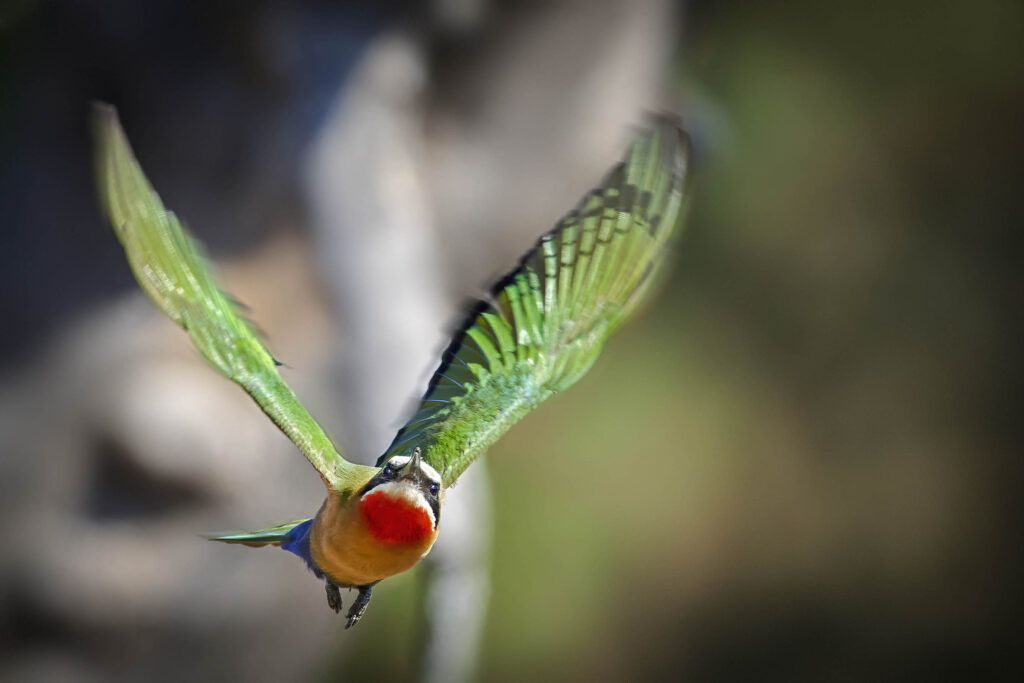 White-fronted Bee-eater (Merops bullockoides) wall art bird print