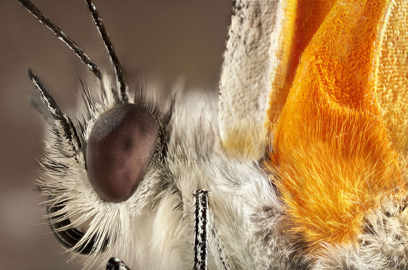 Common dotted border butterfly (Mylothris agathina)