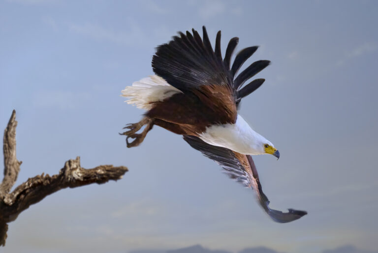 African Fish Eagle