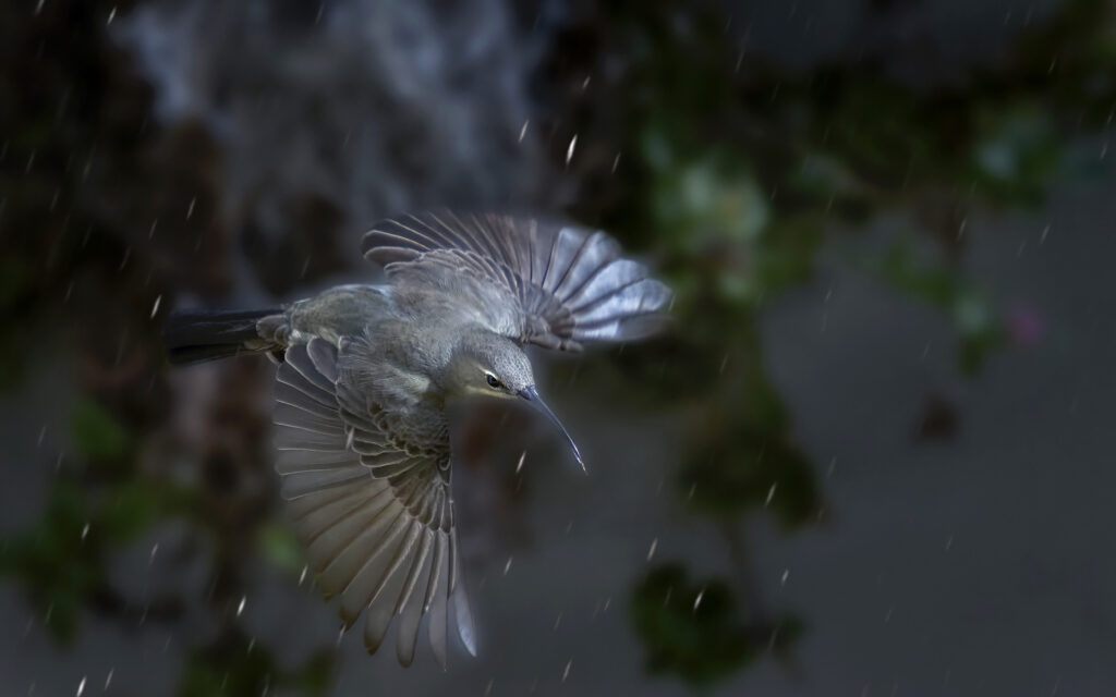 Malachite Sunbird (Nectarinia famosa) wall art bird print