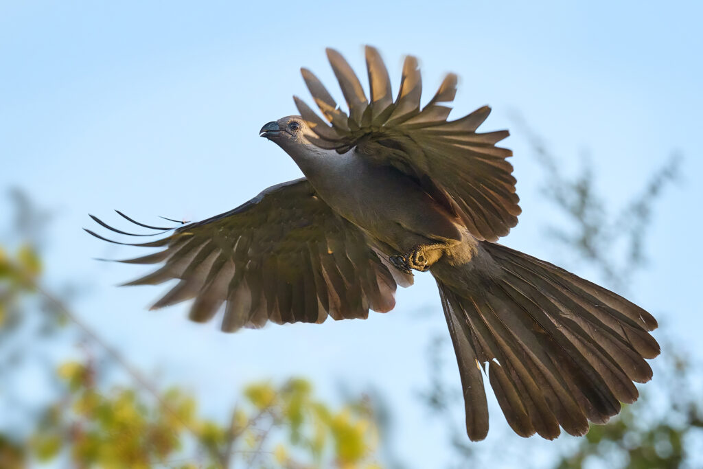 Grey Go-away-bird (Crinifer concolor) AKA Loerie wall art bird print