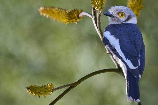 White-crested Helmetshrike