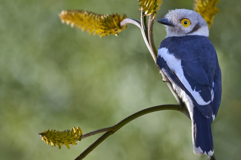 White-crested Helmetshrike