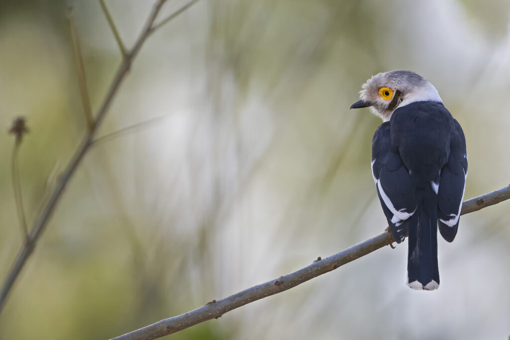 White-crested Helmet-shrike (Prionops plumatus)