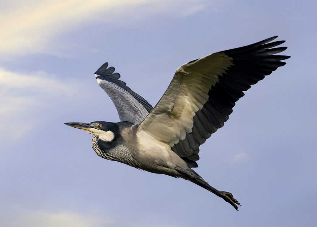 Black-headed Heron (Ardea melanocephala)