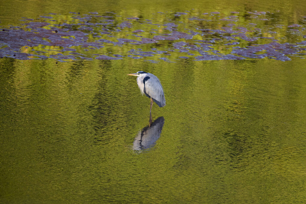 Grey Heron(Ardea cinerea) - South Africa