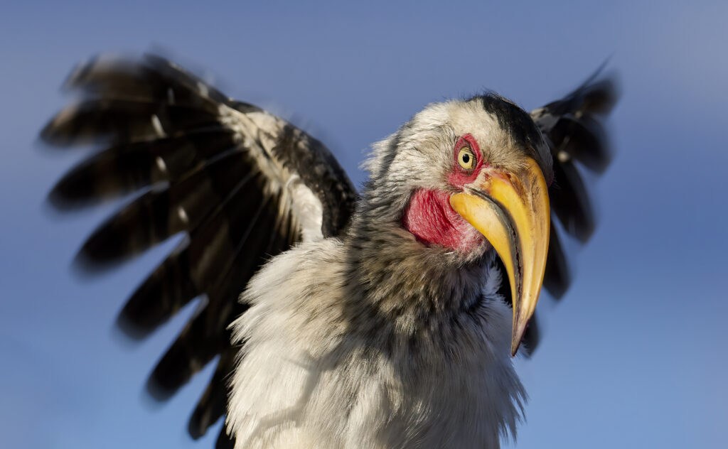 Southern Yellow-billed Hornbill (Tockus leucomelas) wall art bird print