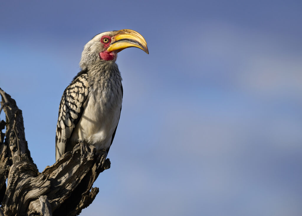 Southern Yellow-billed Hornbill (Tockus leucomelas) wall art bird print