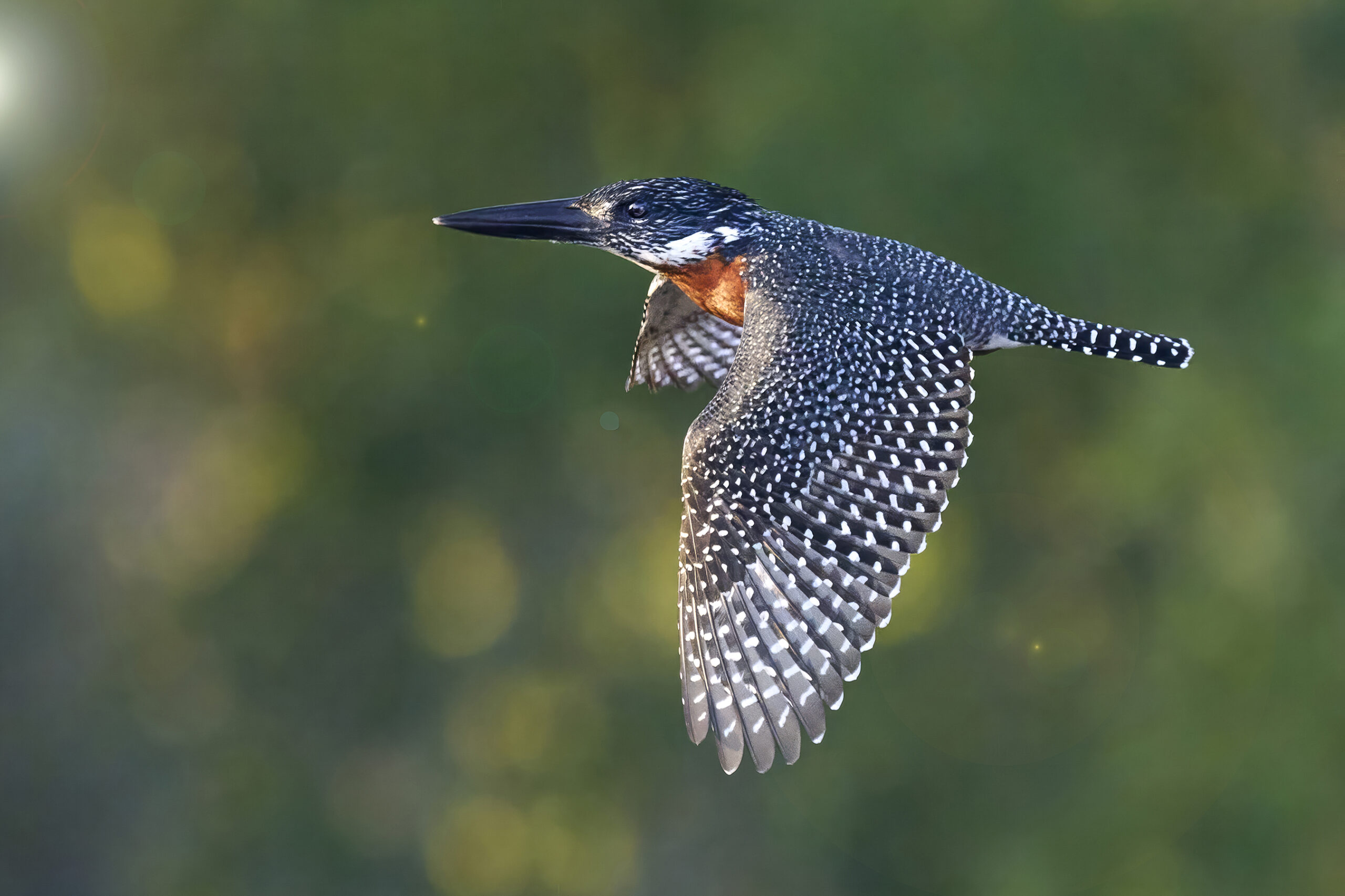 Kingfisher, Giant 4