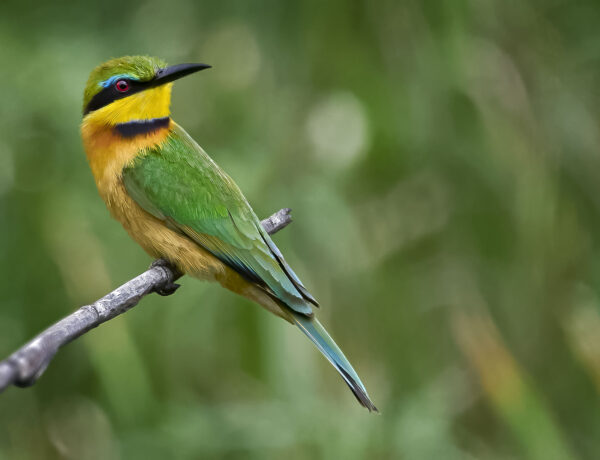 Little Bee-eater