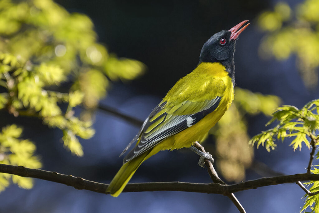 Black-headed Oriole (Oriolus larvatus) wall art bird print