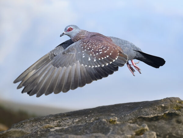 Speckled Pigeon