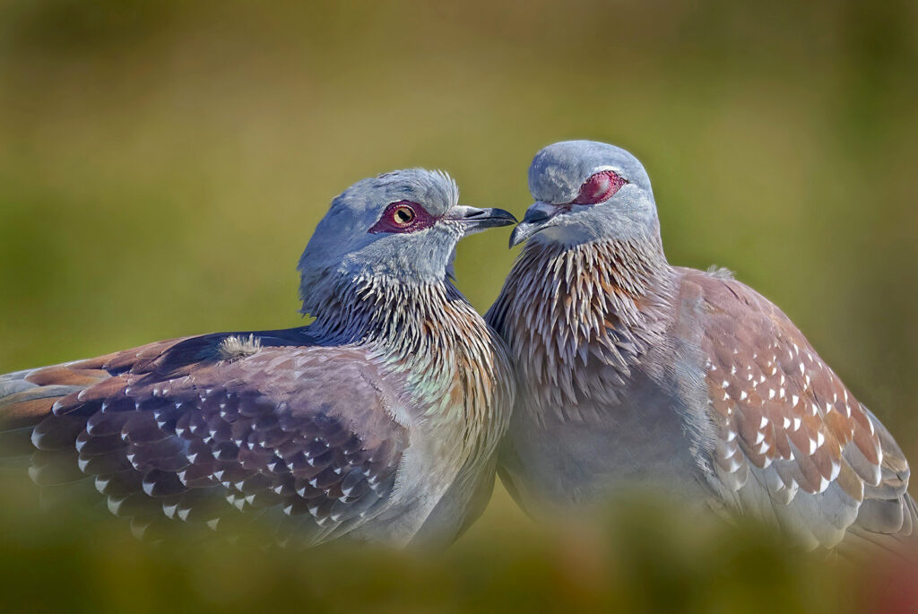 Speckled Pigeon (Columba guinea) wall art bird print