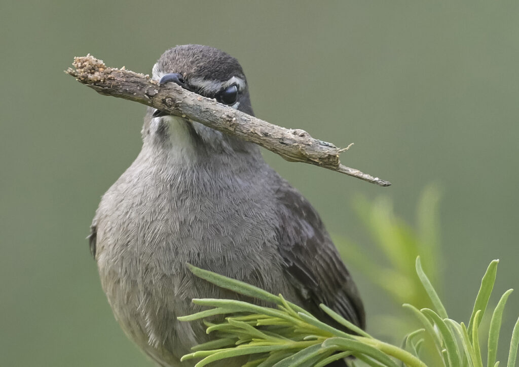 Karoo Scrub Robin (Cercotrichas coryphoeus) wall art bird print