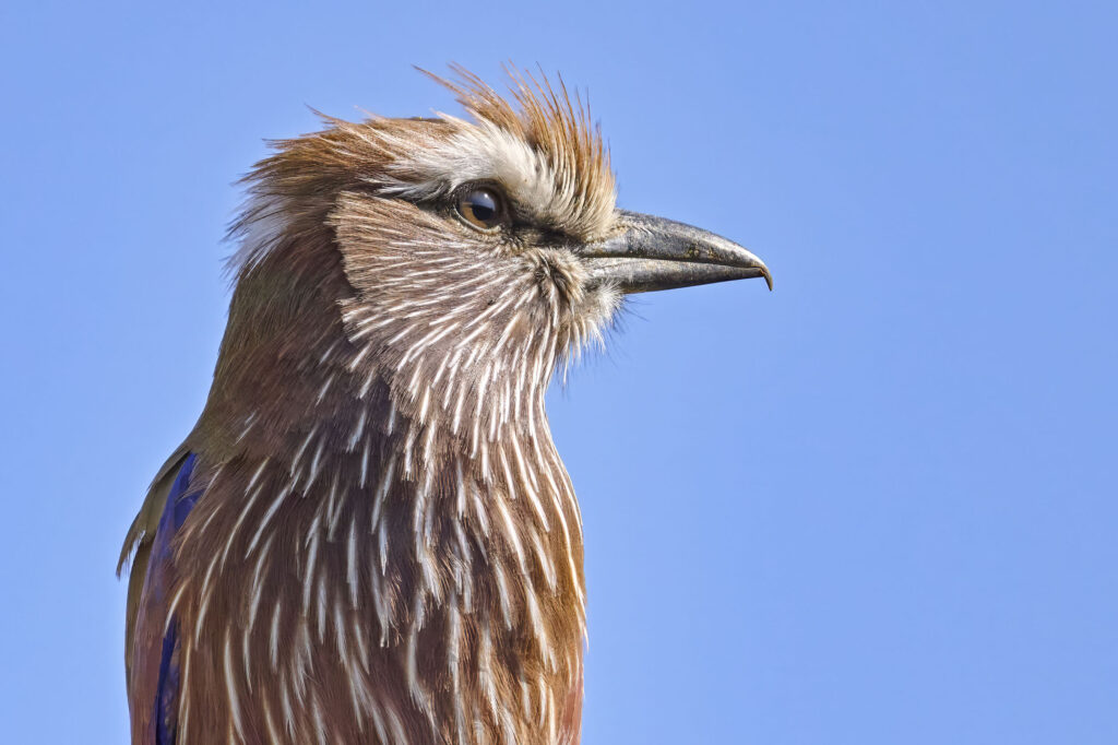 Purple Roller(Coracias naevius) wall art bird print