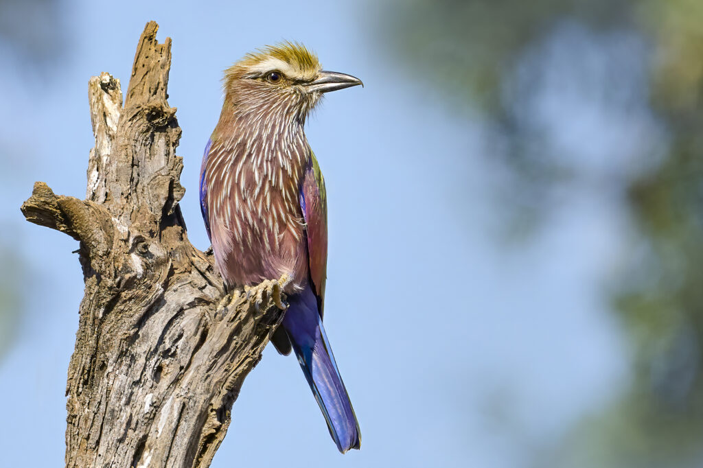 Purple Roller(Coracias naevius) wall art bird print