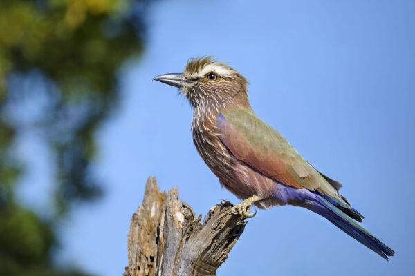Purple Roller